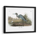 Garza Azul - John James Audubon | Cuadro decorativo de Canvas Lab