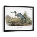 Garza Azul - John James Audubon | Cuadro decorativo de Canvas Lab