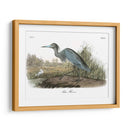 Garza Azul - John James Audubon | Cuadro decorativo de Canvas Lab