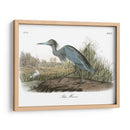 Garza Azul - John James Audubon | Cuadro decorativo de Canvas Lab