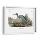 Garza Azul - John James Audubon | Cuadro decorativo de Canvas Lab
