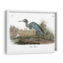 Garza Azul - John James Audubon | Cuadro decorativo de Canvas Lab