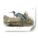 Garza Azul - John James Audubon | Cuadro decorativo de Canvas Lab