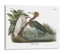 Egret Rojizo - John James Audubon | Cuadro decorativo de Canvas Lab