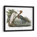 Egret Rojizo - John James Audubon | Cuadro decorativo de Canvas Lab