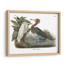 Egret Rojizo - John James Audubon | Cuadro decorativo de Canvas Lab