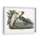 Egret Rojizo - John James Audubon | Cuadro decorativo de Canvas Lab