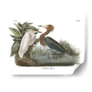 Egret Rojizo - John James Audubon | Cuadro decorativo de Canvas Lab