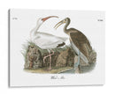 Ibis Blanco - John James Audubon | Cuadro decorativo de Canvas Lab