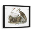 Ibis Blanco - John James Audubon | Cuadro decorativo de Canvas Lab