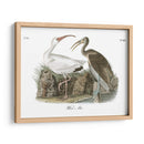 Ibis Blanco - John James Audubon | Cuadro decorativo de Canvas Lab