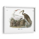 Ibis Blanco - John James Audubon | Cuadro decorativo de Canvas Lab
