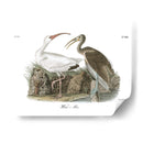 Ibis Blanco - John James Audubon | Cuadro decorativo de Canvas Lab