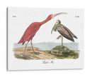 Scarlet Ibis - John James Audubon | Cuadro decorativo de Canvas Lab