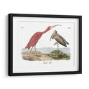 Scarlet Ibis - John James Audubon | Cuadro decorativo de Canvas Lab