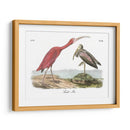 Scarlet Ibis - John James Audubon | Cuadro decorativo de Canvas Lab