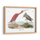 Scarlet Ibis - John James Audubon | Cuadro decorativo de Canvas Lab