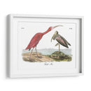 Scarlet Ibis - John James Audubon | Cuadro decorativo de Canvas Lab