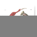 Scarlet Ibis - John James Audubon | Cuadro decorativo de Canvas Lab