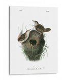 Marsh Fill Wren - John James Audubon | Cuadro decorativo de Canvas Lab