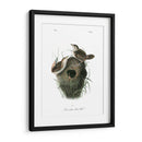 Marsh Fill Wren - John James Audubon | Cuadro decorativo de Canvas Lab