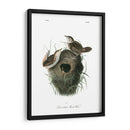 Marsh Fill Wren - John James Audubon | Cuadro decorativo de Canvas Lab