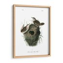 Marsh Fill Wren - John James Audubon | Cuadro decorativo de Canvas Lab