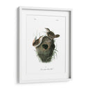 Marsh Fill Wren - John James Audubon | Cuadro decorativo de Canvas Lab
