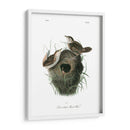 Marsh Fill Wren - John James Audubon | Cuadro decorativo de Canvas Lab