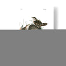 Marsh Fill Wren - John James Audubon | Cuadro decorativo de Canvas Lab