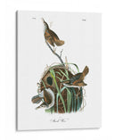 Marsh Wren - John James Audubon | Cuadro decorativo de Canvas Lab