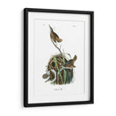 Marsh Wren - John James Audubon | Cuadro decorativo de Canvas Lab