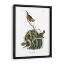 Marsh Wren - John James Audubon | Cuadro decorativo de Canvas Lab