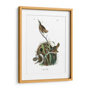 Marsh Wren - John James Audubon | Cuadro decorativo de Canvas Lab