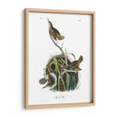 Marsh Wren - John James Audubon | Cuadro decorativo de Canvas Lab