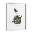 Marsh Wren - John James Audubon | Cuadro decorativo de Canvas Lab