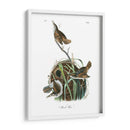 Marsh Wren - John James Audubon | Cuadro decorativo de Canvas Lab