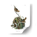 Marsh Wren - John James Audubon | Cuadro decorativo de Canvas Lab