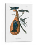 Martin Púrpura - John James Audubon | Cuadro decorativo de Canvas Lab