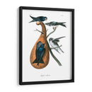 Martin Púrpura - John James Audubon | Cuadro decorativo de Canvas Lab