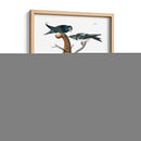 Martin Púrpura - John James Audubon | Cuadro decorativo de Canvas Lab