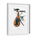 Martin Púrpura - John James Audubon | Cuadro decorativo de Canvas Lab