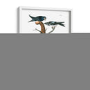 Martin Púrpura - John James Audubon | Cuadro decorativo de Canvas Lab