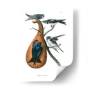 Martin Púrpura - John James Audubon | Cuadro decorativo de Canvas Lab
