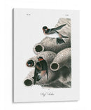 Swallow Cliff - John James Audubon | Cuadro decorativo de Canvas Lab