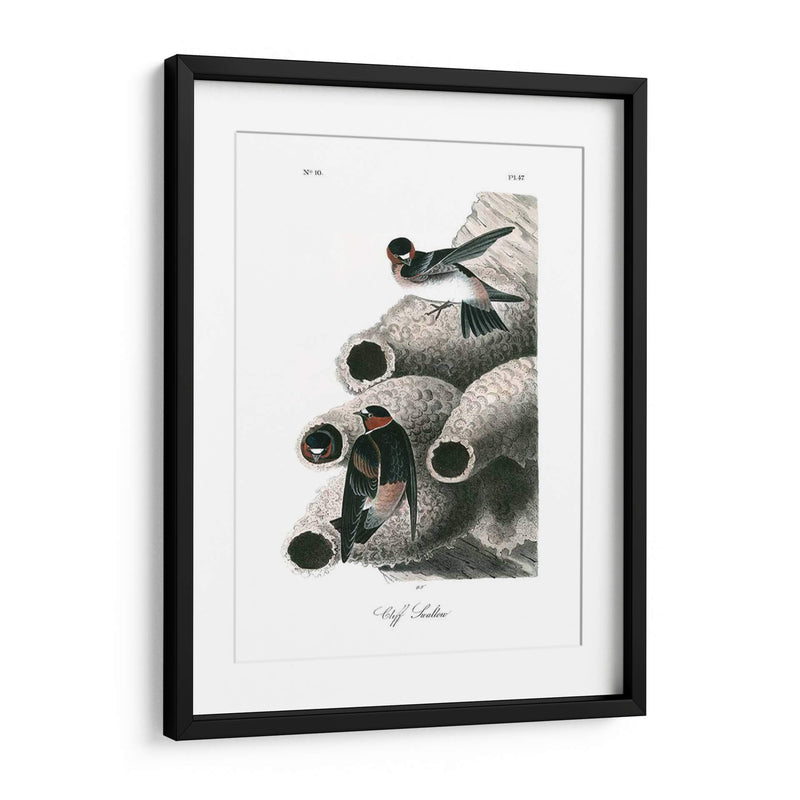 Swallow Cliff - John James Audubon | Cuadro decorativo de Canvas Lab