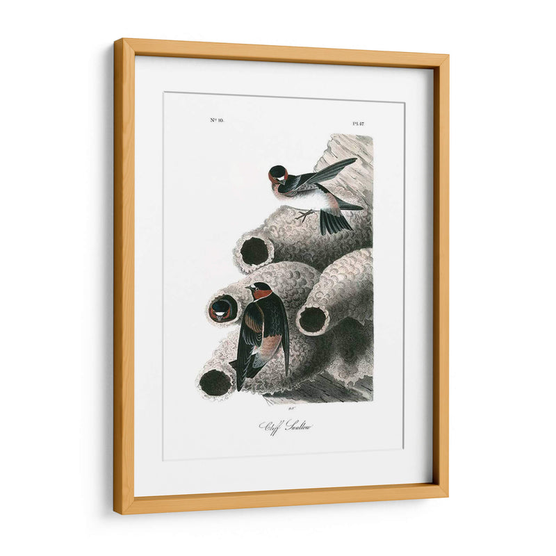 Swallow Cliff - John James Audubon | Cuadro decorativo de Canvas Lab