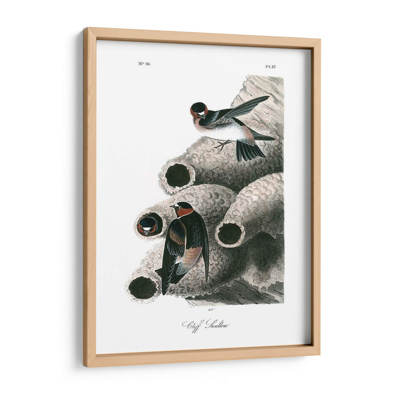 Swallow Cliff - John James Audubon | Cuadro decorativo de Canvas Lab