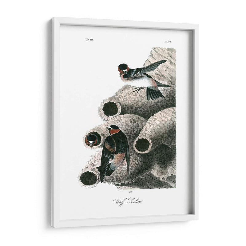 Swallow Cliff - John James Audubon | Cuadro decorativo de Canvas Lab