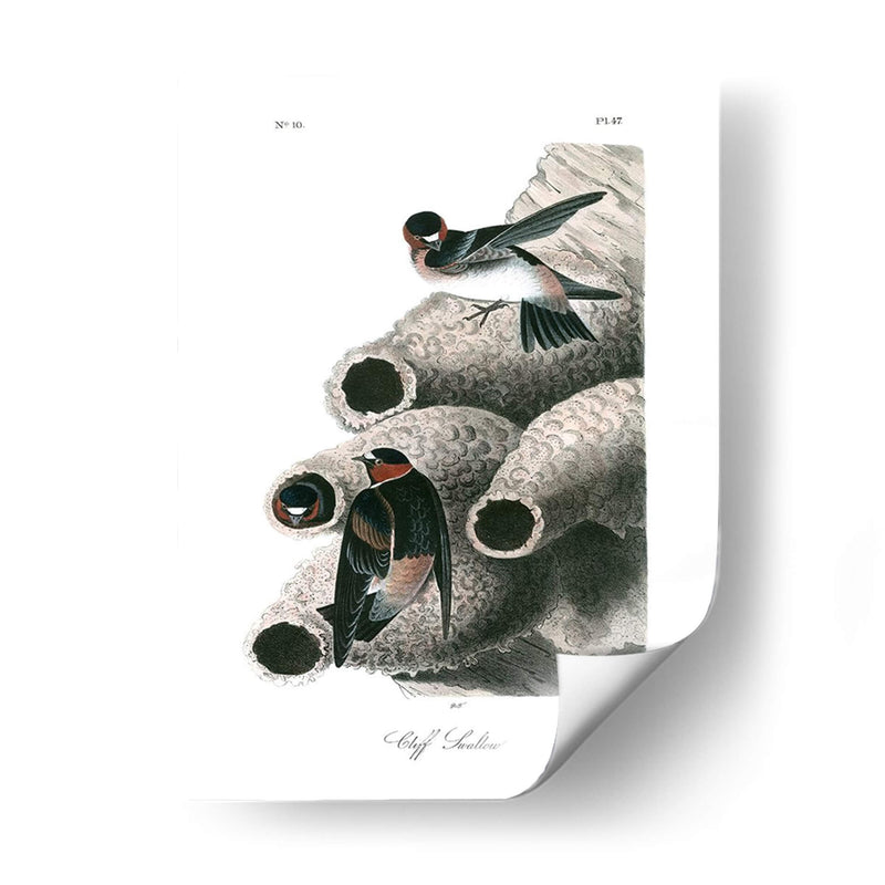 Swallow Cliff - John James Audubon | Cuadro decorativo de Canvas Lab